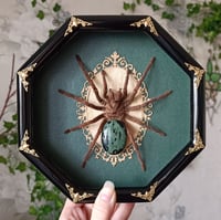 Framed Tarantula & Kambaba Jasper