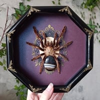 The Skeleton tarantula