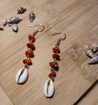 Coral cowries