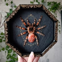 Mexican Red Knee 