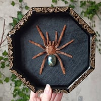 Framed Tarantula wth Labradorite