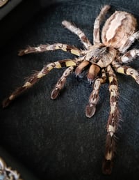 Image 2 of Large Ornamental Tarantula