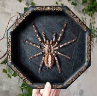 Image 1 of Large Ornamental Tarantula