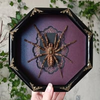 The Fringed Ornamental Tarantula