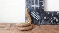 Image 5 of Small Worm Ring Holder #3