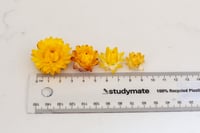 Image 2 of 60 Strawflower Heads - Golden Yellow