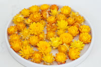 Image 1 of 60 Strawflower Heads - Golden Yellow