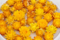Image 3 of 60 Strawflower Heads - Golden Yellow