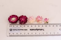 Image 2 of 60 Strawflower Heads - Pink