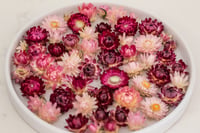 Image 1 of 60 Strawflower Heads - Pink