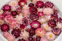 Image 3 of 60 Strawflower Heads - Pink