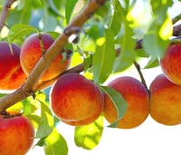 GA Peach