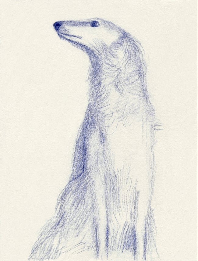 The Borzoi 2 ~ Giclee print