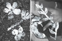 Image 3 of FIELD NOTE / Miyuki Akiyama