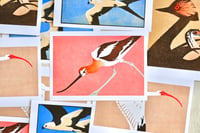 Image 4 of Giclee Prints of the Birds of North America Linoprints