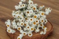 Image 3 of Winged Everlasting BUNCH