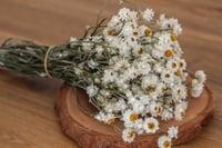 Image 2 of Winged Everlasting BUNCH