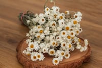 Image 1 of Winged Everlasting BUNCH
