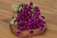 Image 1 of Globe Amaranth BUNCH - Darker Purple