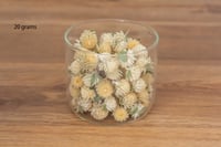 20g Globe Amaranth Heads - Ivory 