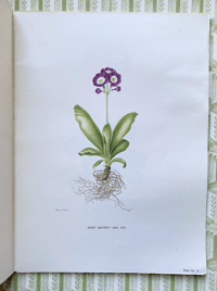 Image 6 of The Auricula Ariel Press 1964