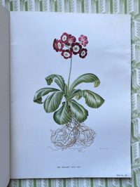 Image 7 of The Auricula Ariel Press 1964