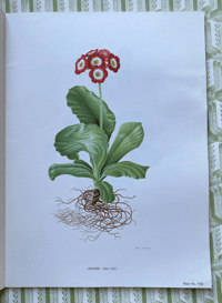 Image 8 of The Auricula Ariel Press 1964