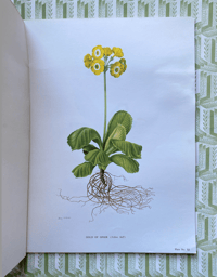 Image 9 of The Auricula Ariel Press 1964
