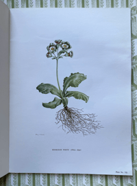 Image 10 of The Auricula Ariel Press 1964
