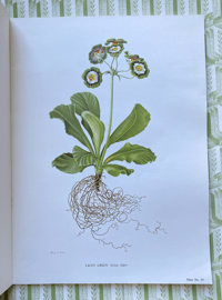 Image 11 of The Auricula Ariel Press 1964