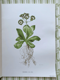 Image 5 of The Auricula Ariel Press 1964