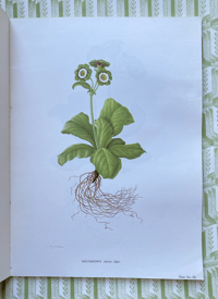 Image 12 of The Auricula Ariel Press 1964
