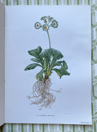 Image 13 of The Auricula Ariel Press 1964