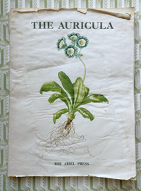 Image 1 of The Auricula Ariel Press 1964