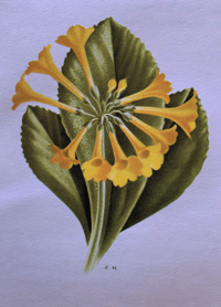 Image 3 of The Auricula Ariel Press 1964