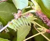 Image 2 of African Moon Moth (Argema mimosae)