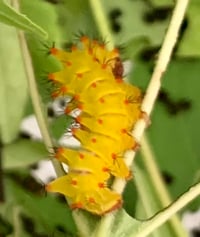 Image 5 of African Moon Moth (Argema mimosae)