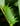 African Moon Moth (Argema mimosae)