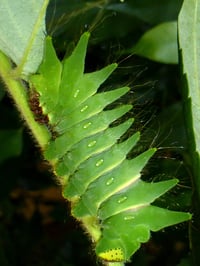 Image 1 of African Moon Moth (Argema mimosae)