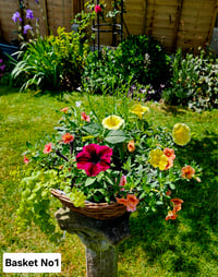Hanging Basket No 1