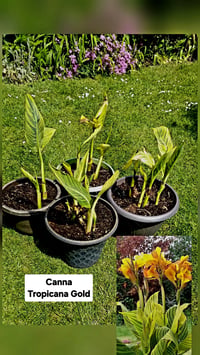 Canna Tropicana Gold in terrace planter