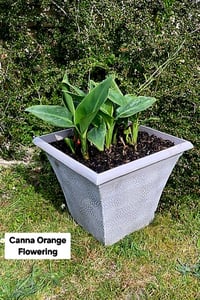 Canna Orange Flowering in square planter