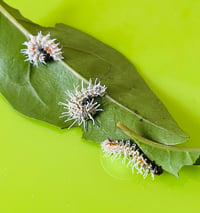 Image 2 of Attacus lorquinii Ova/larvae