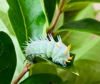 Image 1 of Attacus lorquinii Ova/larvae