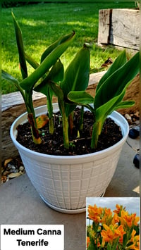 Canna Tenerife in medium terrace planter