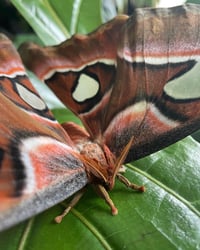 Image 3 of Attacus lorquinii Ova/larvae