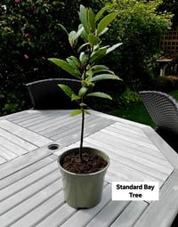 Standard Bay Tree