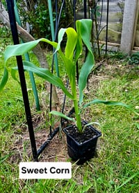 Sweetcorn Grid of 6 plants 