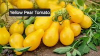 Yellow Pear Tomato 