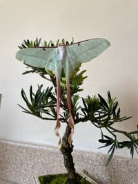 Image 3 of Actias dubernardi